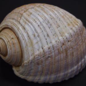  Mõhkkodalane