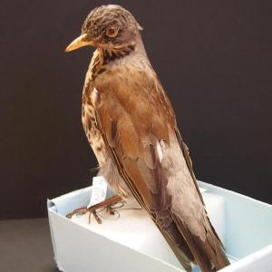 Hallrästas