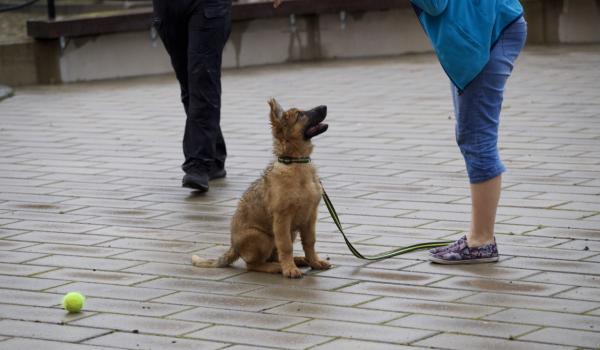Kuulekas koer Politseimuuseumis